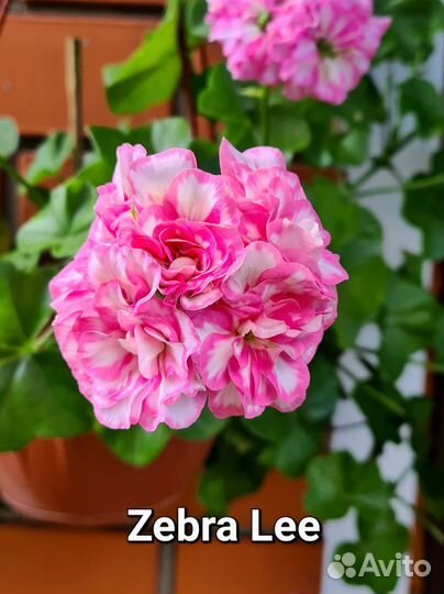 Пеларгония герань сортовая