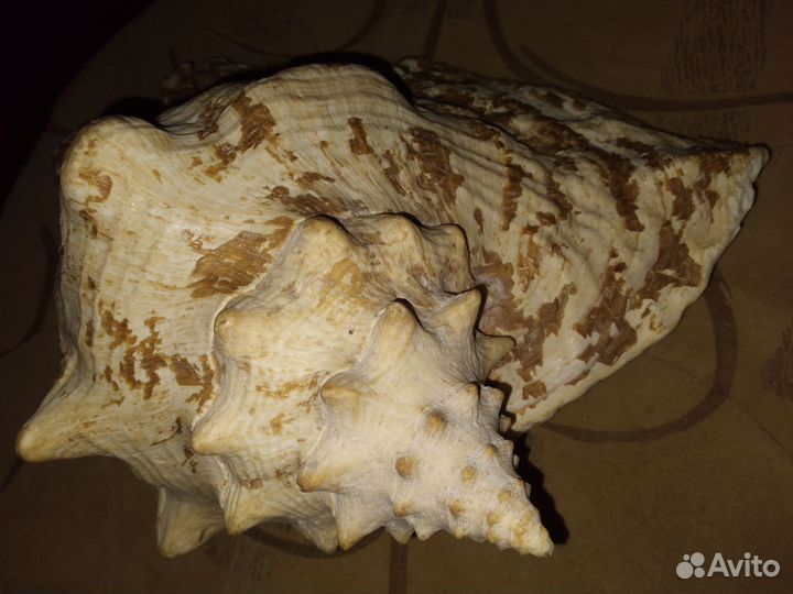 Ракушка большая океаническая