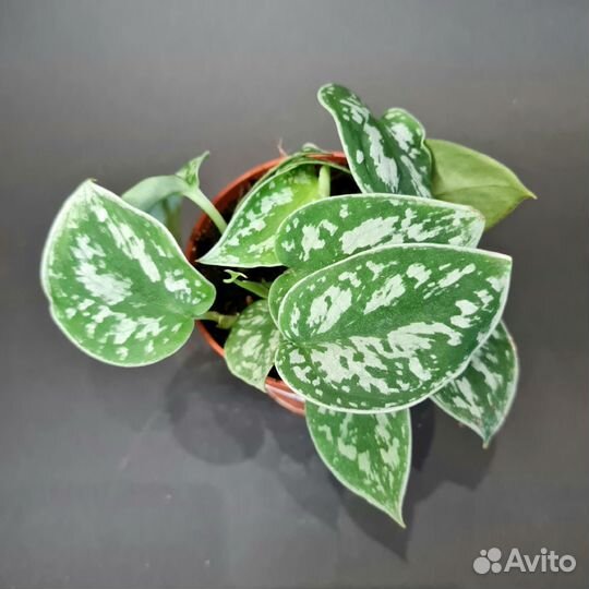 Филодендрон, сциндапсус