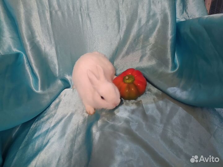 Карликовый декоративный кролик гермелин