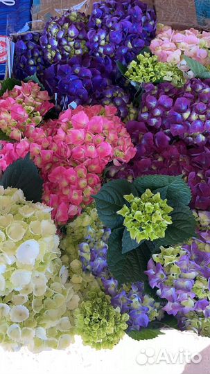 Садовые цветы оптом