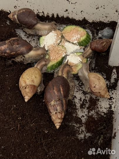 Улитки ахатины