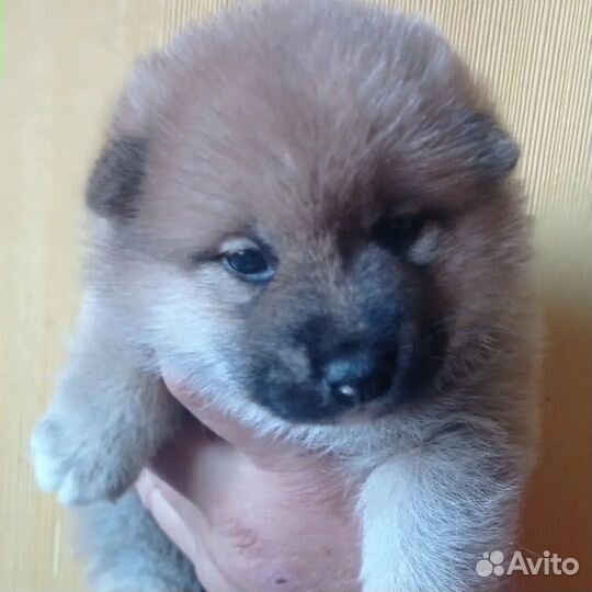 Щенки сиба