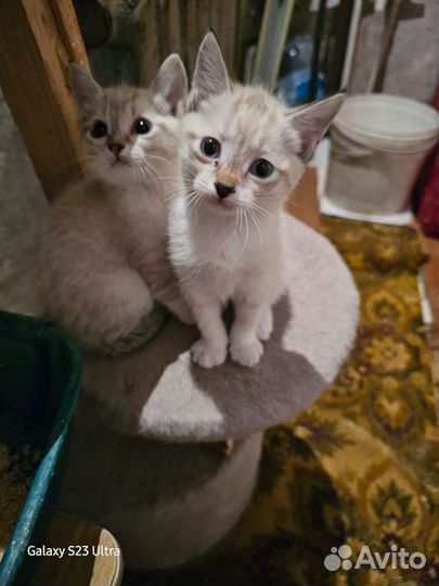Котятки сиротки