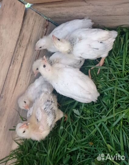 Цыплята, гусята