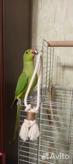 Ожереловый попугай