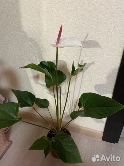 Антуриум Fresh Love