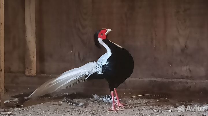 Фазан серебряный, фазан охотничий