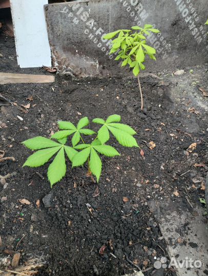 Каштан конский