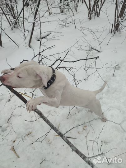 Американский питбультерьер