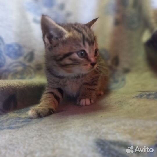 Британская