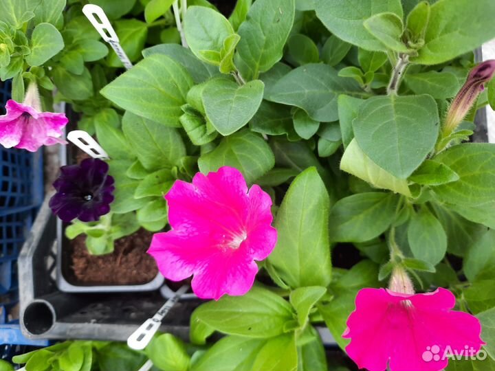 Черенки петунии