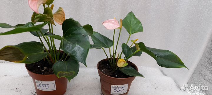 Антуриум красный. Спирит. Ванила. Джоли. Оранж