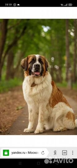 Собачий пух