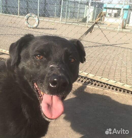 Тобик страшно устал от жизни в приюте