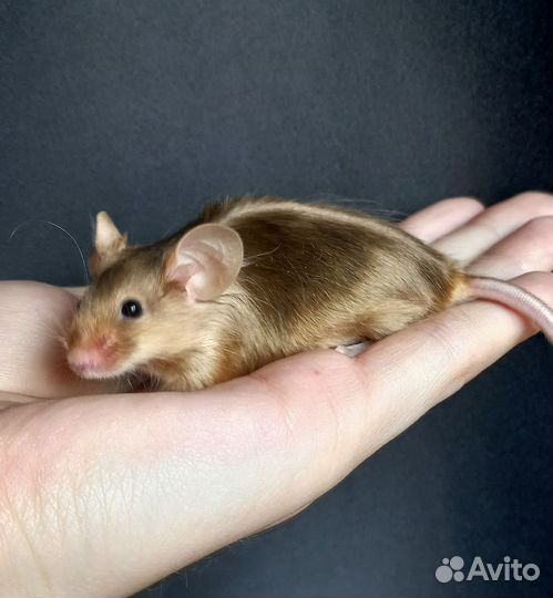 Мышки сатин, тексель