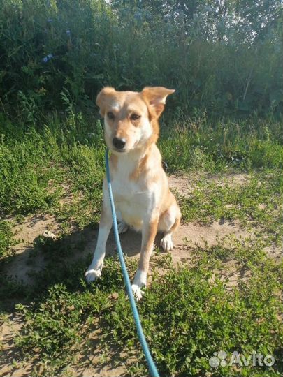 Собачка Алиса в хорошую семью бесплатно