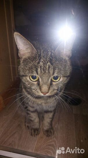 Кот ищет дом