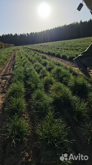 Саженцы ели окс от производителя