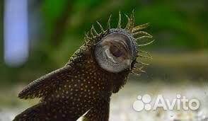 Сомики анцитрусы