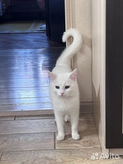 Белый котенок девочка