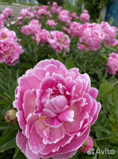Пион August Dessert, Dansing Butterfly
