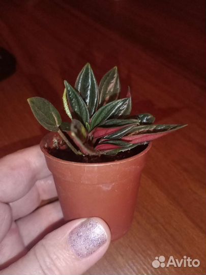 Пеперомия Россо и Наполли найт