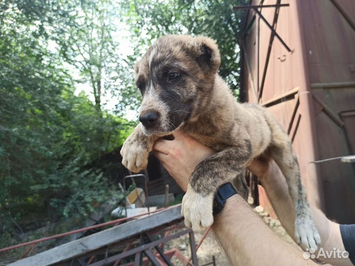 Продам щенков алабая (среднеазиатской овчарки) сао