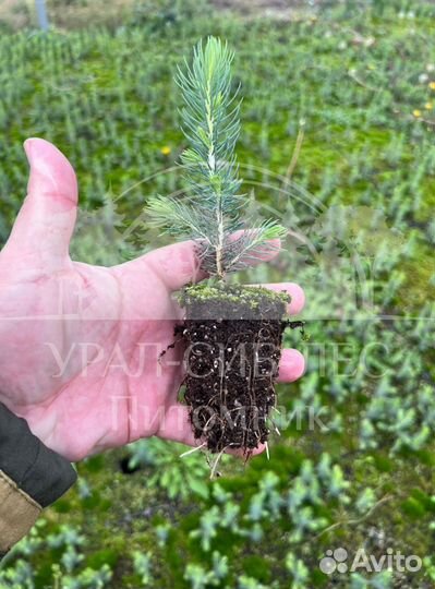 Голубая ель с зкс сеянцы