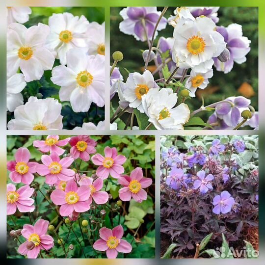 Садовые многолетние цветы