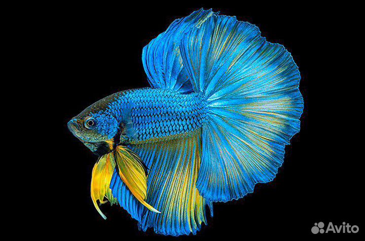 Рыбка Петушок