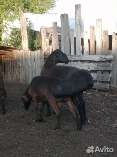 Баран на племя,привезён с Казахстана) Гисар