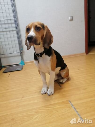 Вязка бигль