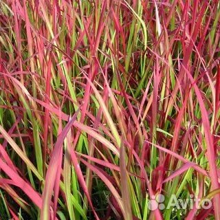 Цветы садовые многолетники