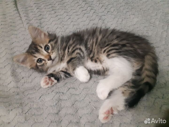 Котенок девочка 1 мес и 3 нед