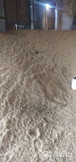 Зерно пшеница ячмень