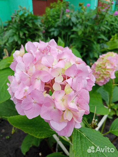 Гортензия ремонтантная