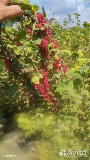 Красная смородина