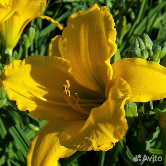 Многолетние цветы