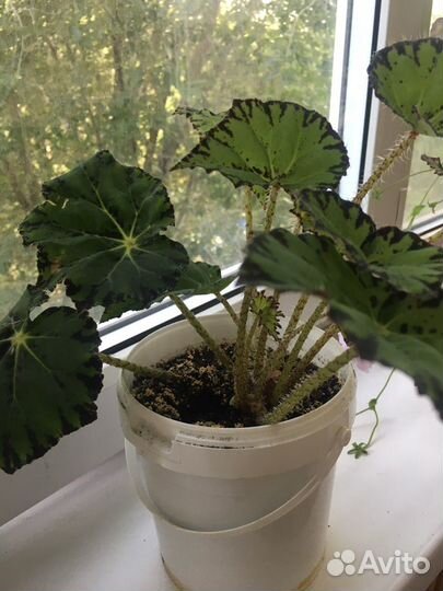 Комнатный цветок Бегония тигровая/ Сингониум