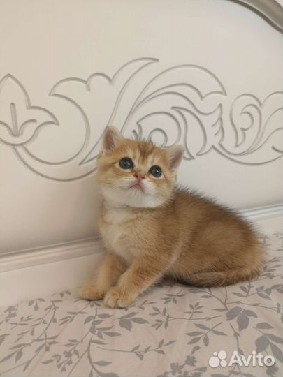 Кошечка золотая шиншилла