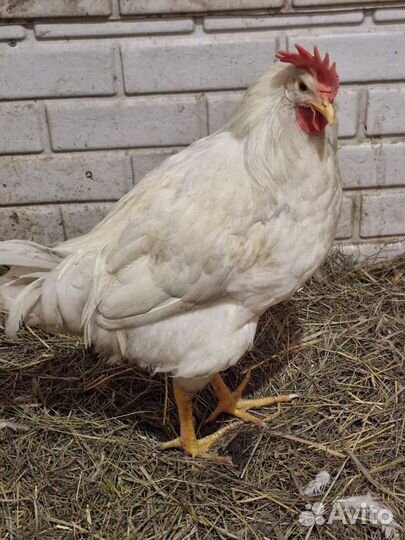 Молодые петухи и куры