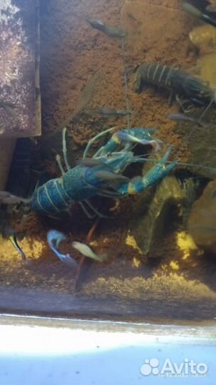 Австралийский рак