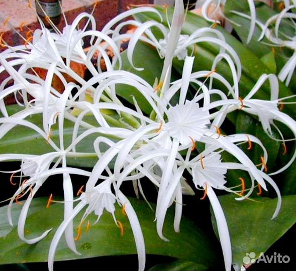 Гименокаллис карибский