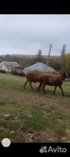 Овцы бараны