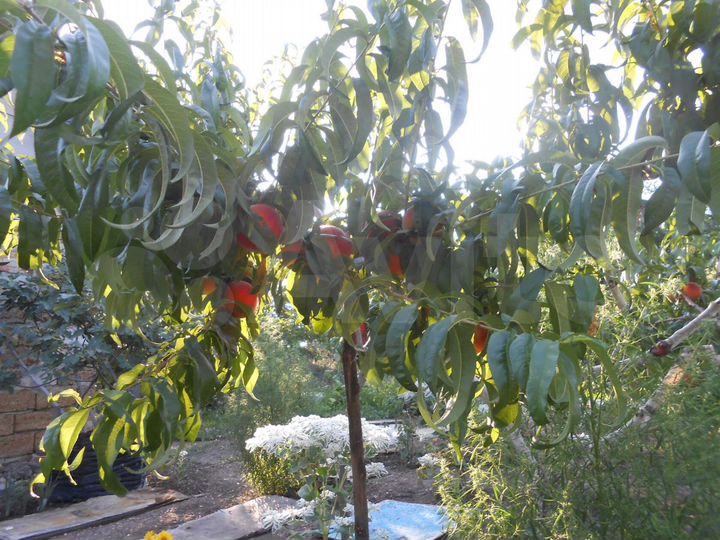 Дом 55 м² на участке 16 сот.