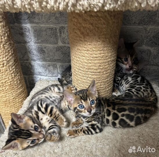 Бенгальские котята