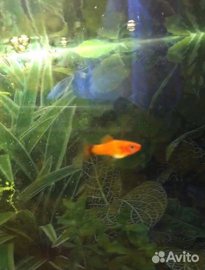 Меченосец Монарх