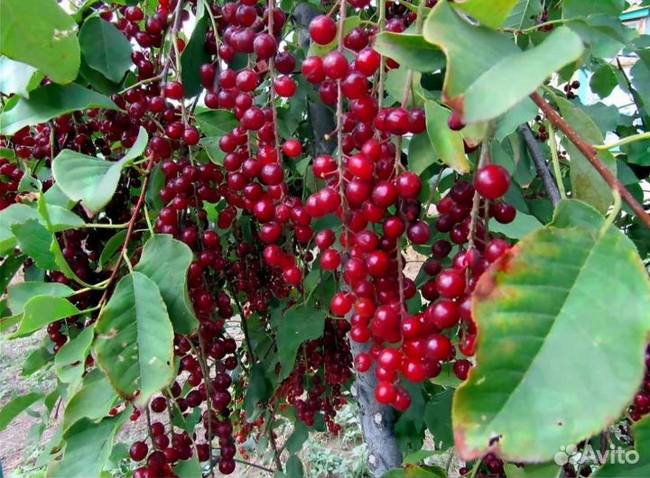 Падоцерус, саженцы (Красная черемуха)