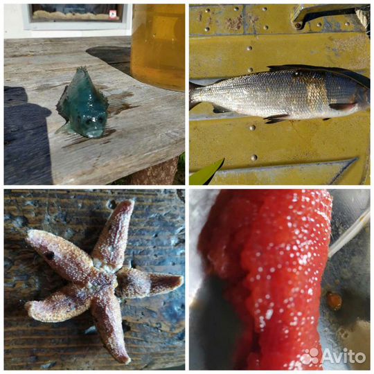 Рыбалка. Отдых на Белом море